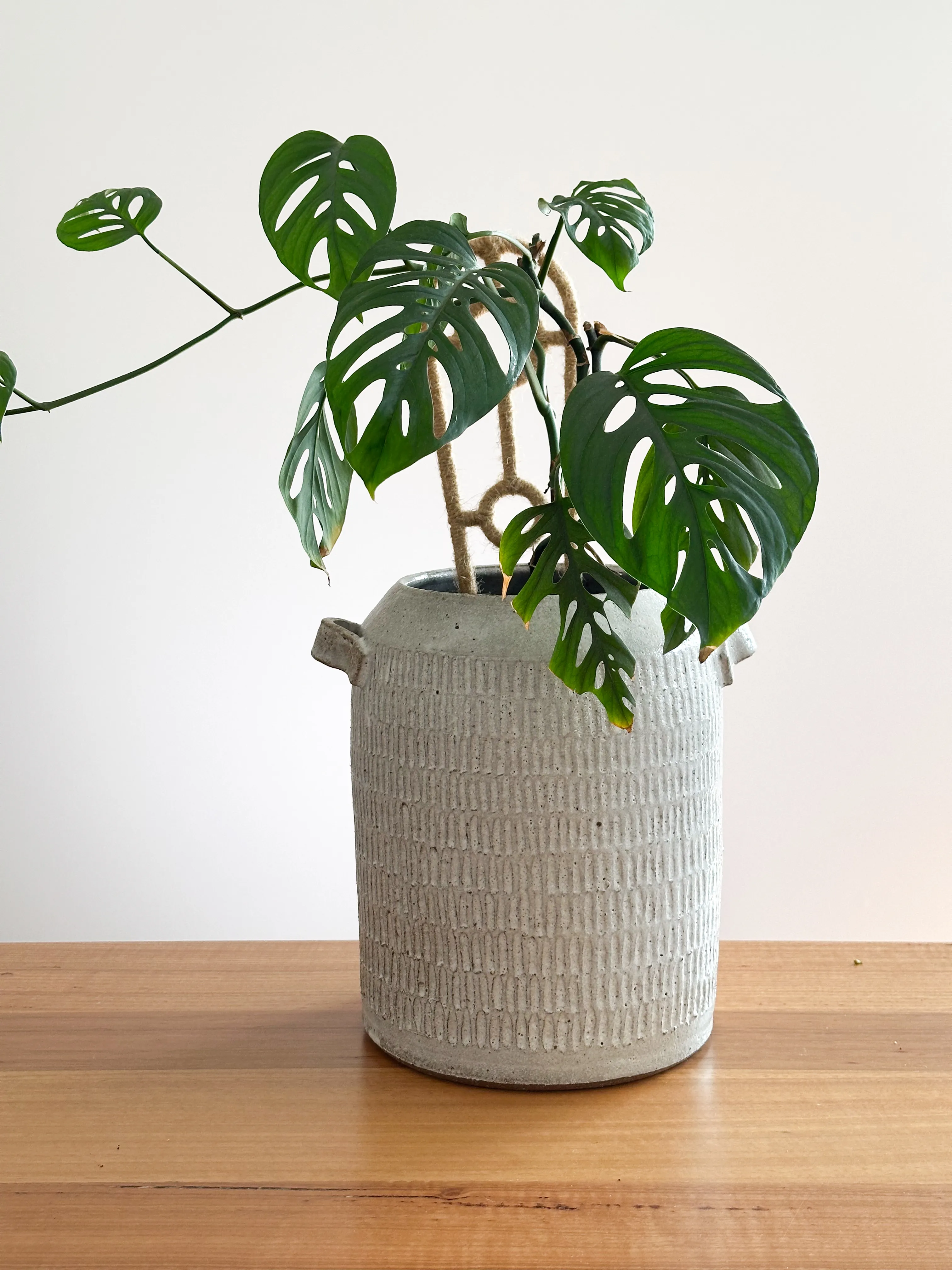 Fork-cut stoneware planter holding a monstera plant